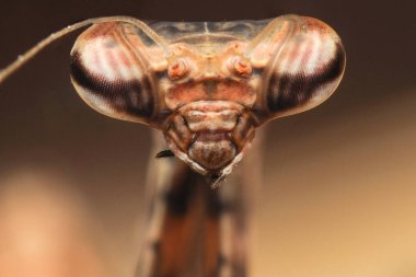 Parasphendale bir peygamber devesi.