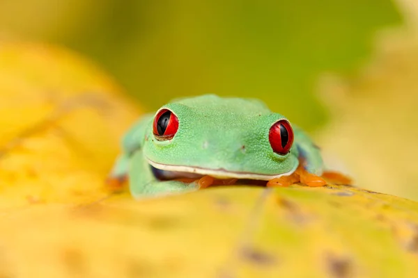 Agalychnis Callidryas Yeşil Kurbağası — Stok fotoğraf