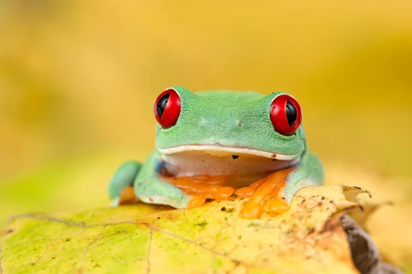 Agalychnis Callidryas Yeşil Kurbağası — Stok fotoğraf