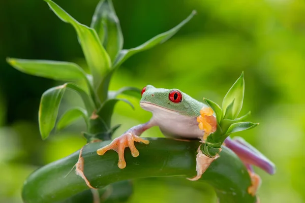 Agalychnis Callidryas Sapo Verde — Fotografia de Stock