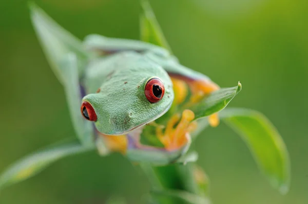 Agalychnis callidryas green frog