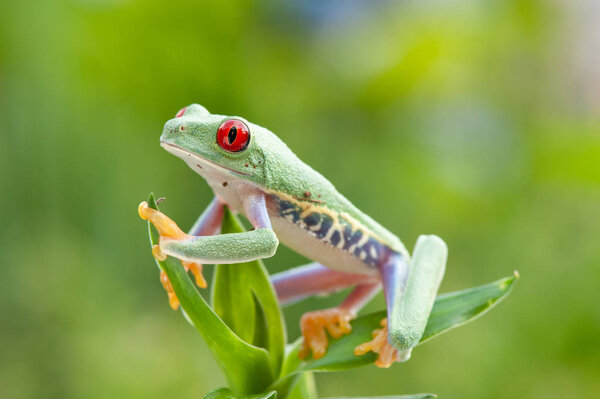 Зелёная лягушка Agalychnis callidryas
