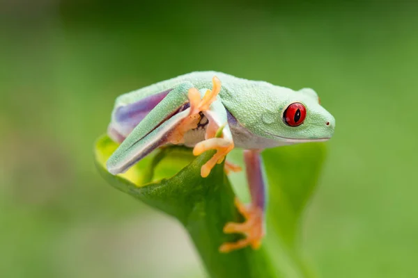 Agalychnis Callidryas Yeşil Kurbağası — Stok fotoğraf
