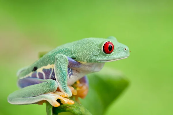 Agalychnis Callidryas Sapo Verde — Fotografia de Stock