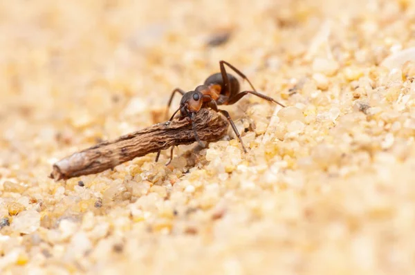 Ant Life Macro Photography — Stock Photo, Image