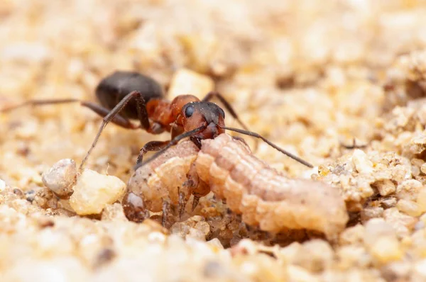 Karınca Yaşamı Makro Fotoğrafçılık — Stok fotoğraf