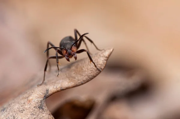Karınca Yaşamı Makro Fotoğrafçılık — Stok fotoğraf