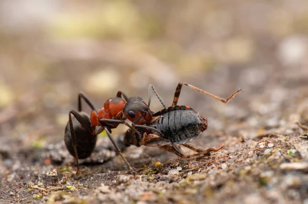 Ant Macrofotografía Macro — Foto de Stock