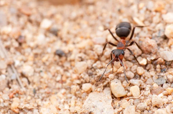 Karınca Makro Fotoğraf Makro — Stok fotoğraf