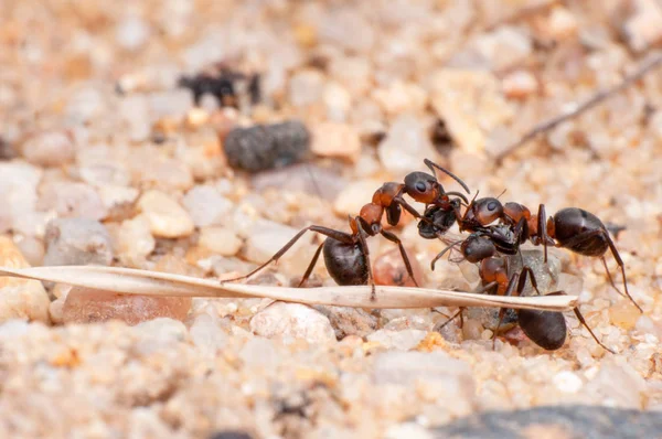 ant, macro photography, macro