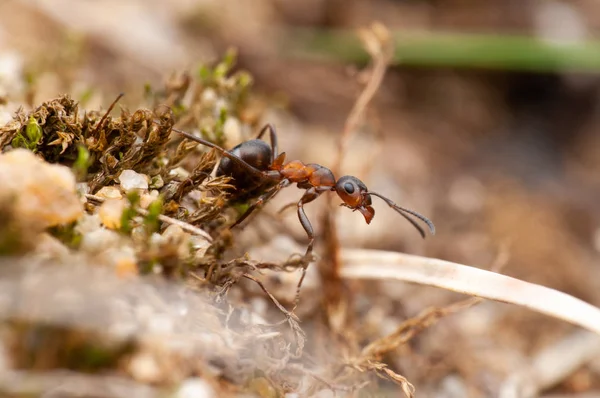 ant, macro photography, macro