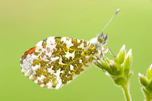 Cardaminas Anthocharis Uma Borboleta — Fotografia de Stock