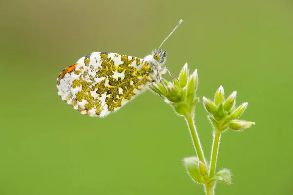 Anthocharis Cardamines Ein Schmetterling — Stockfoto