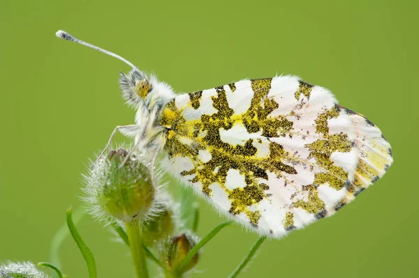 Anthocharis Cardamines Little Butterfly — Stock Photo, Image