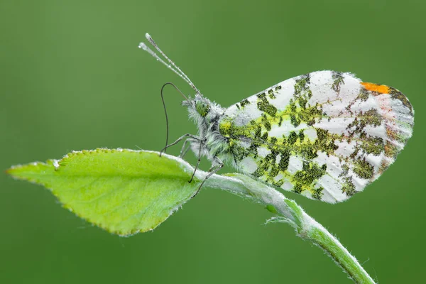 Anthocharis Cardamines Petit Papillon — Photo