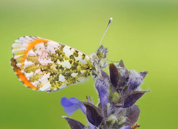 Anthocharis Cardamines Little Butterfly — Stock Photo, Image