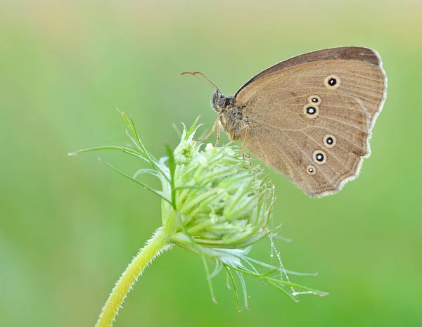 Litlle Animal Macro Photography — Stock Photo, Image