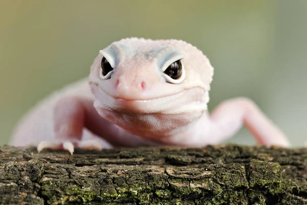 Malé Zvíře Makro Fotografie — Stock fotografie