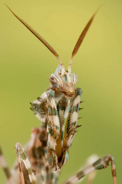 Blepharopsis Mendica Mants — Fotografia de Stock