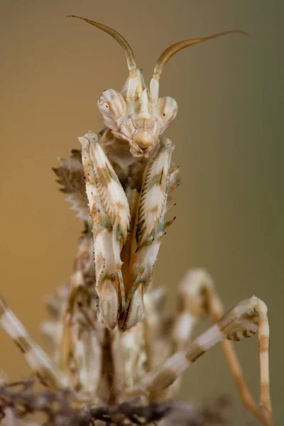 Blepharopsis Mendica Mants — Fotografia de Stock