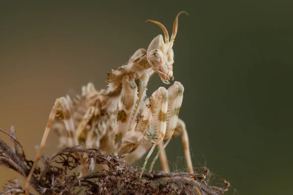 Blepharopsis Mendica Mants — Fotografia de Stock