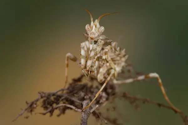 Hewan Kecil Fotografi Makro — Stok Foto