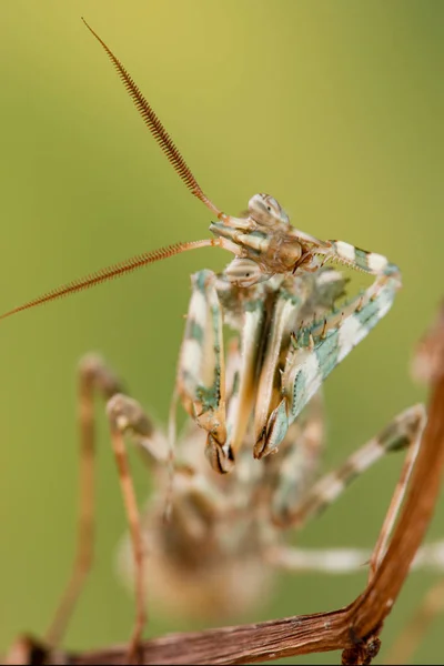 Hewan Kecil Fotografi Makro — Stok Foto