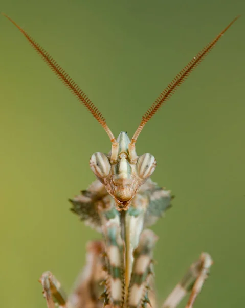 Litlle Animal Macro Photography — Stock Photo, Image