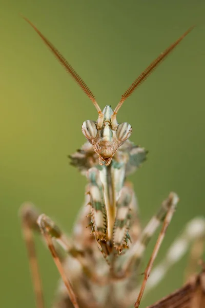 Hewan Kecil Fotografi Makro — Stok Foto