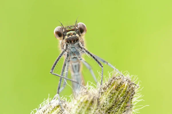 Calopteryx Splendens Dragonfly Macro — Stock Photo, Image