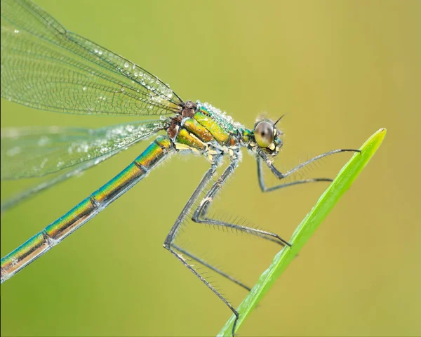 Calopteryx Splendens Dragonfly Macro — Stock Photo, Image