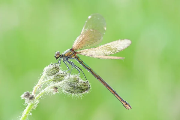 Calopteryx Splendens Dragonfly Macro — Stock Photo, Image