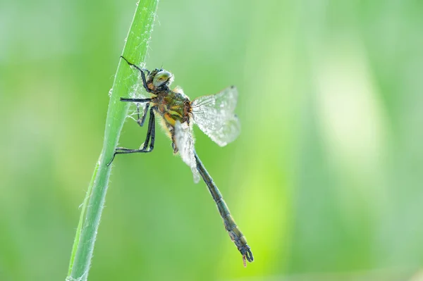 Cordulia Aenea Dragonfly Animal — Stock Photo, Image