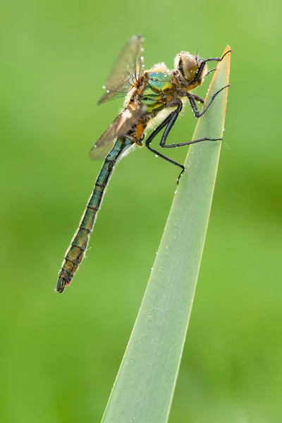 Cordulia Aenea Libélula Animal — Fotografia de Stock