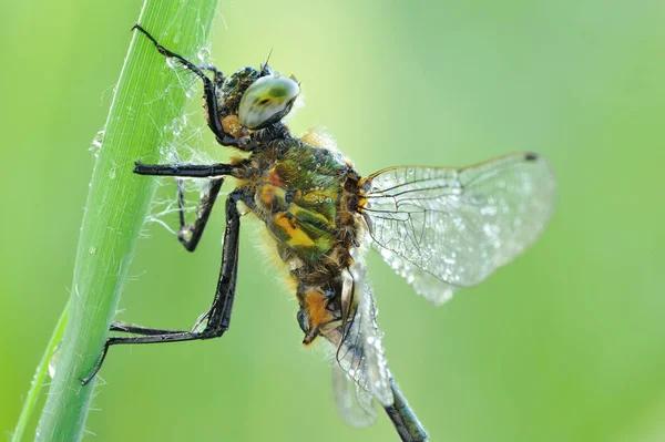 Cordulia Aenea Dragonfly Animal — Stock Photo, Image