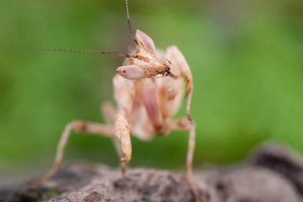 Creobroter Gemmatus Litlle Mantis — Fotografia de Stock