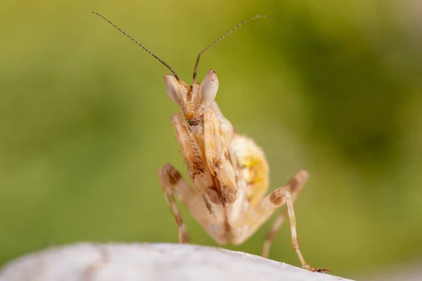 Creobroter Gemmatus Litlle Mantis — Fotografia de Stock