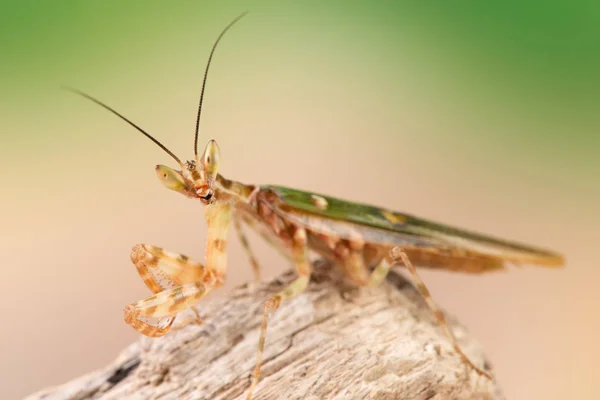 Creobroter Gemmatus Litlle Mantis — 스톡 사진