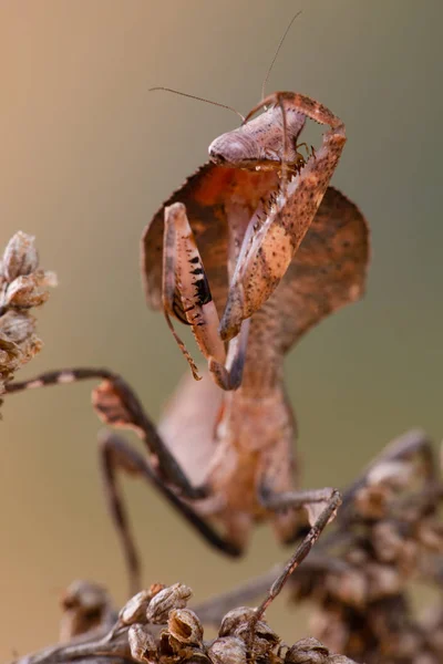 Deroplatys Chntata Mantis — ストック写真