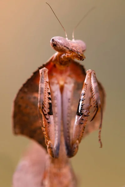 Deroplatys Truncata Mantis — стоковое фото