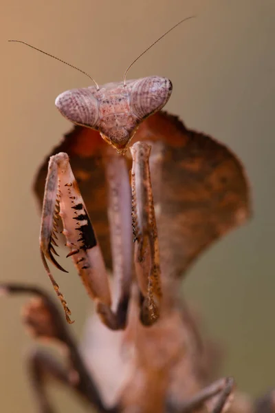 Deroplatys Truncata Mantis — Foto Stock