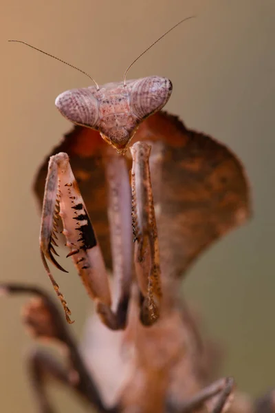 Deroplatys Truncata Mantis — Stockfoto