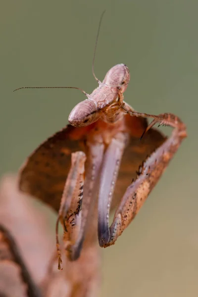 Deroplatys Truncata Mantis — стоковое фото