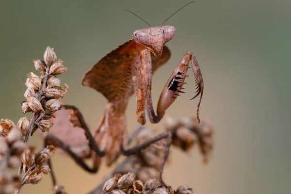 Deroplatys Truncata Mantis — стоковое фото