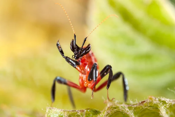 Hymenopus Coronatus Litle Mantis — Stock Fotó