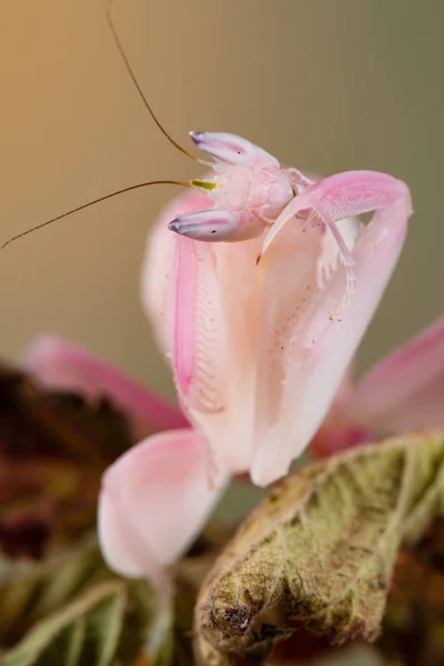Hymenopus Coronatus Litle Mantis — Stok Foto