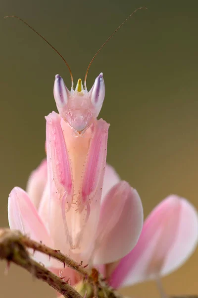 Hymenopus Coronatus Litro Manite — Fotografia de Stock