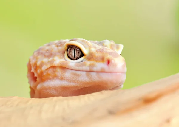 Leopard Gecko Little Gecko — Stock Photo, Image