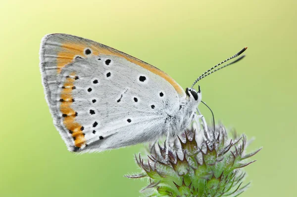 Lycaena Dispar Mały Robak — Zdjęcie stockowe