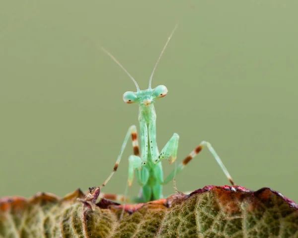 Miomantis Binotata Mantis — Stock Photo, Image